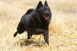 SCHIPPERKE 068